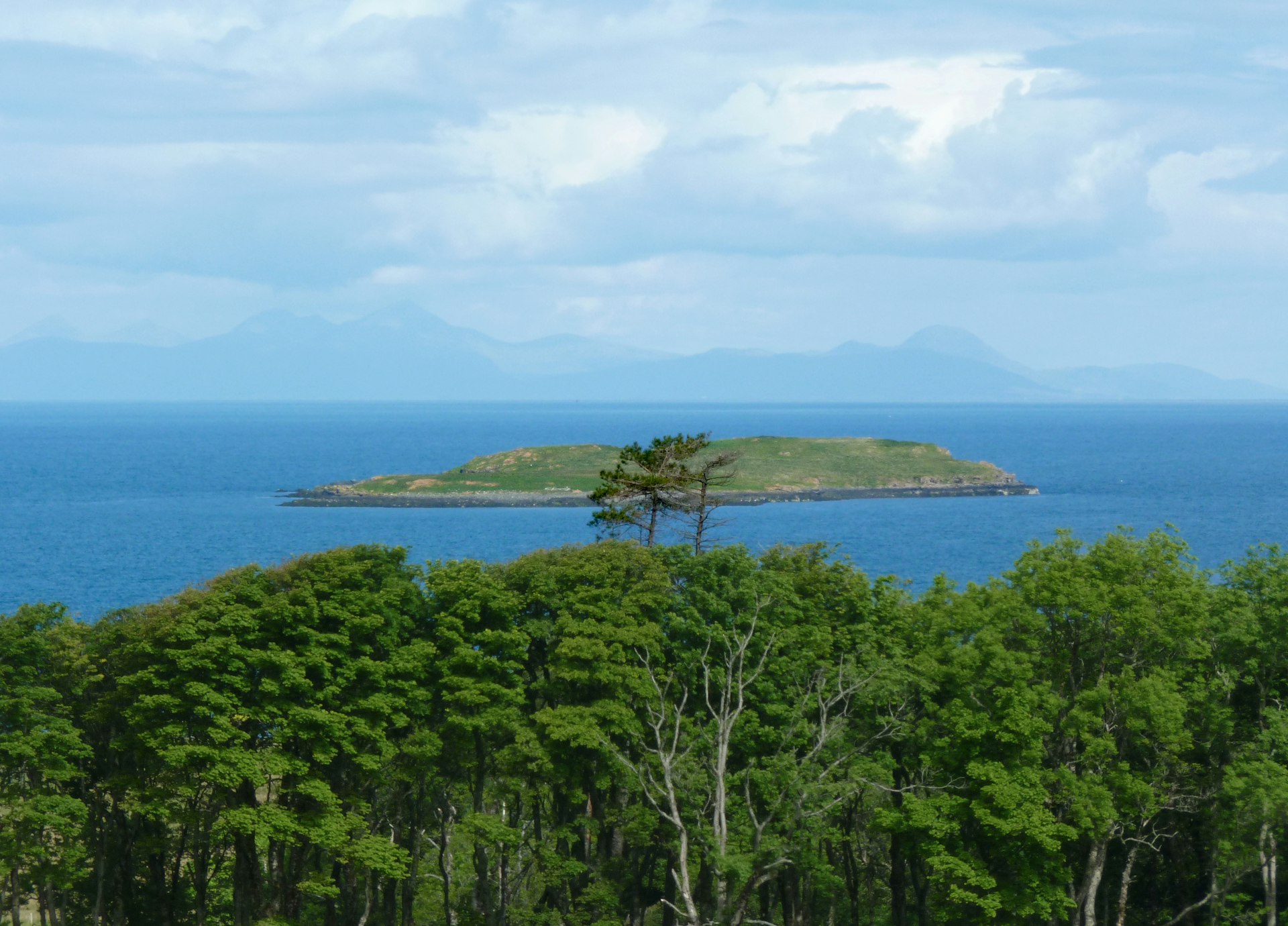 a group of trees next to a body of water